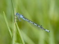 Common blue damselfly, Enallagma cyathigerum