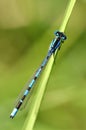 The Common Blue Damselfly, Enallagma cyathigerum.