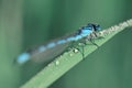 The Common Blue Damselfly, Enallagma cyathigerum