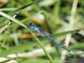 Common Blue Damselfly Royalty Free Stock Photo