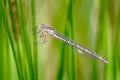 Common Blue Damselfly, Enallagma cyathigerum in a Damp Dewy Meadow