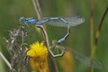 Common Blue Damselfly Royalty Free Stock Photo