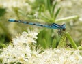 Common Blue Damselfly on a flower head eating fly Royalty Free Stock Photo