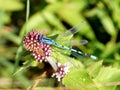 Common Blue Damselfly on a flower head Royalty Free Stock Photo