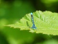 Common Blue Damselfly on a green leaf