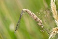 Common Blue Damselfly immature female