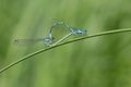 Common Blue Damselfly Mating