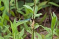 Common blue damselfly sitting on a bud.