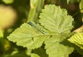 Common Blue Damselfly on stinging nettle leaves.