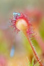Common blue damselfy trapped by sundew