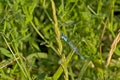 Common blue dragonfly sitting on a grass flower Royalty Free Stock Photo