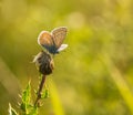 Common Blue Royalty Free Stock Photo