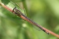 Common Blue Female Damselfly