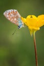 Common Blue female (Polyommatus icarus) Royalty Free Stock Photo