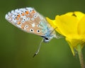 Common Blue female (Polyommatus icarus) Royalty Free Stock Photo