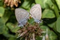 Common Blue Grass Butterflies