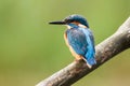 Common Blue Kingfisher Bird Royalty Free Stock Photo