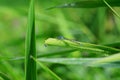 Common blue male dragonfly (damselfly)