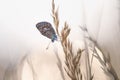 Common Blue male Polyommatus icarus Royalty Free Stock Photo