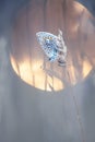 Common Blue male Polyommatus icarus Royalty Free Stock Photo