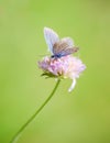 Common Blue male Polyommatus icarus Royalty Free Stock Photo