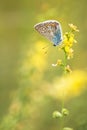 Common Blue male (Polyommatus icarus) Royalty Free Stock Photo