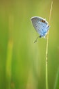 Common Blue male (Polyommatus icarus) Royalty Free Stock Photo