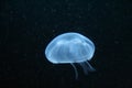Common Blue Moon Jellyfish - Aurelia aurita Royalty Free Stock Photo