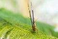 Common Blue Morph Butterfly Face Royalty Free Stock Photo