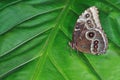 Common Blue Morpho Butterfly Royalty Free Stock Photo