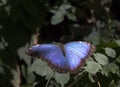 Common blue morpho butterfly Royalty Free Stock Photo