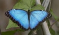 Common blue morpho butterfly Royalty Free Stock Photo