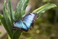 Common Blue Morpho Butterfly