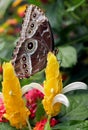 Common blue morpho butterfly on Lollipop plant or Golden Candle Royalty Free Stock Photo