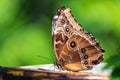 Common blue morpho butterfly Morpho helenor, ventral wings Royalty Free Stock Photo