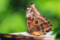 Common blue morpho butterfly Morpho helenor, ventral wings