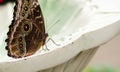 Common blue morpho butterfly Morpho peleides. Royalty Free Stock Photo