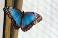 Common blue morpho butterfly Morpho peleides. Royalty Free Stock Photo