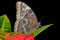 Common Blue Morpho Butterfly Royalty Free Stock Photo