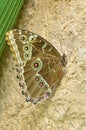 Close-up of a Common Blue Morpho Butterfly Royalty Free Stock Photo