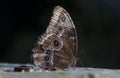 Common blue morpho butterfly Royalty Free Stock Photo