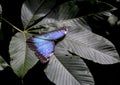 Common blue morpho butterfly Royalty Free Stock Photo