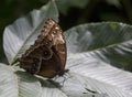 Common blue morpho butterfly Royalty Free Stock Photo