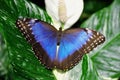 Common Blue Morpno Butterfly,Morpho peleides Royalty Free Stock Photo