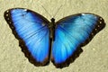 Common Blue Morpno Butterfly,Morpho peleides Royalty Free Stock Photo