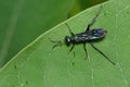 Common Blue Mud-dauber - Chalybion californicum Royalty Free Stock Photo