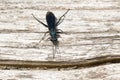 Common Blue Mud-dauber - Chalybion californicum Royalty Free Stock Photo