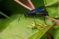 Common Blue Mud-dauber Wasp - Chalybion californicum Royalty Free Stock Photo