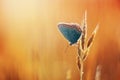 Common blue in orange gras Royalty Free Stock Photo