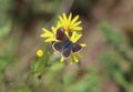 Common blue - (Polyommatus icarus) on a wildflower Royalty Free Stock Photo